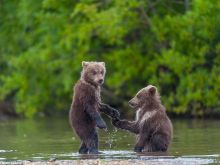 Youk the Bear