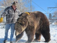 Youk the Bear