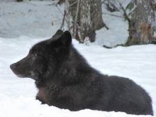 Youk the Bear