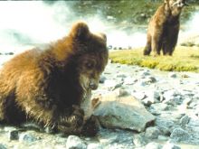 Youk the Bear