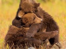 Youk the Bear