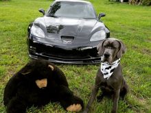 Youk the Bear