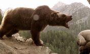 Youk the Bear