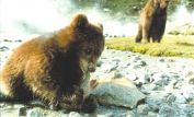 Youk the Bear