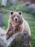 Youk the Bear