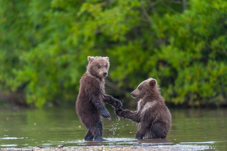 Youk the Bear