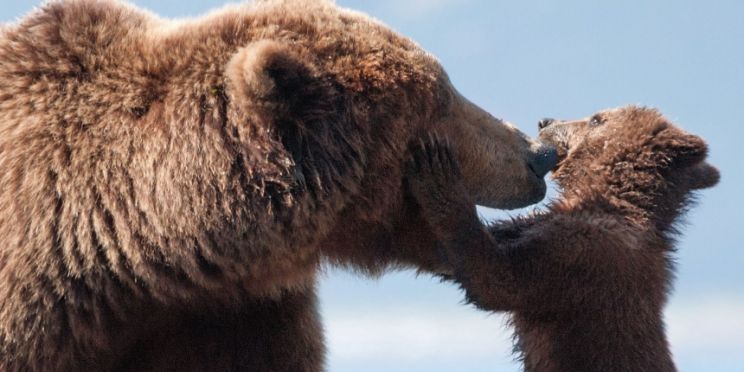 Youk the Bear