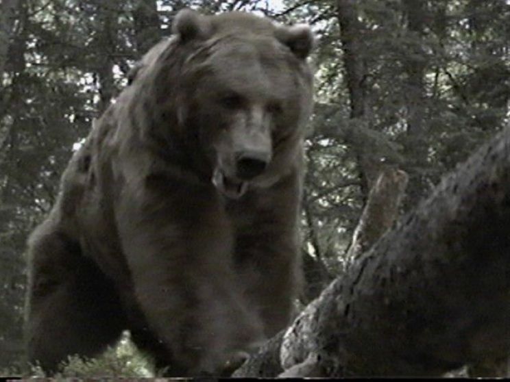 Youk the Bear