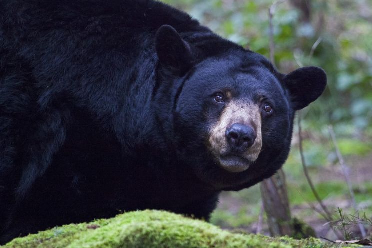 Youk the Bear