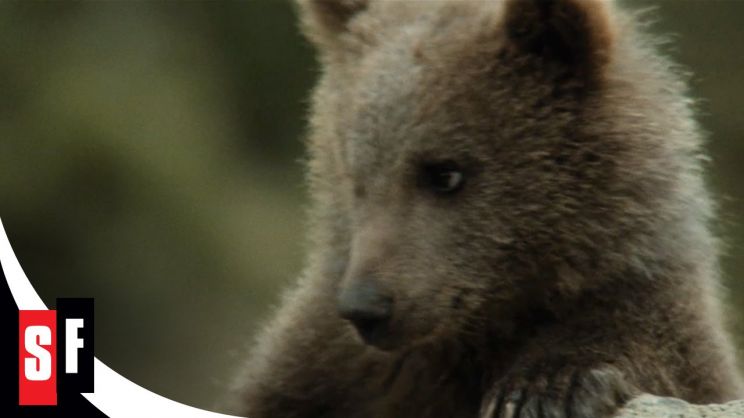 Youk the Bear