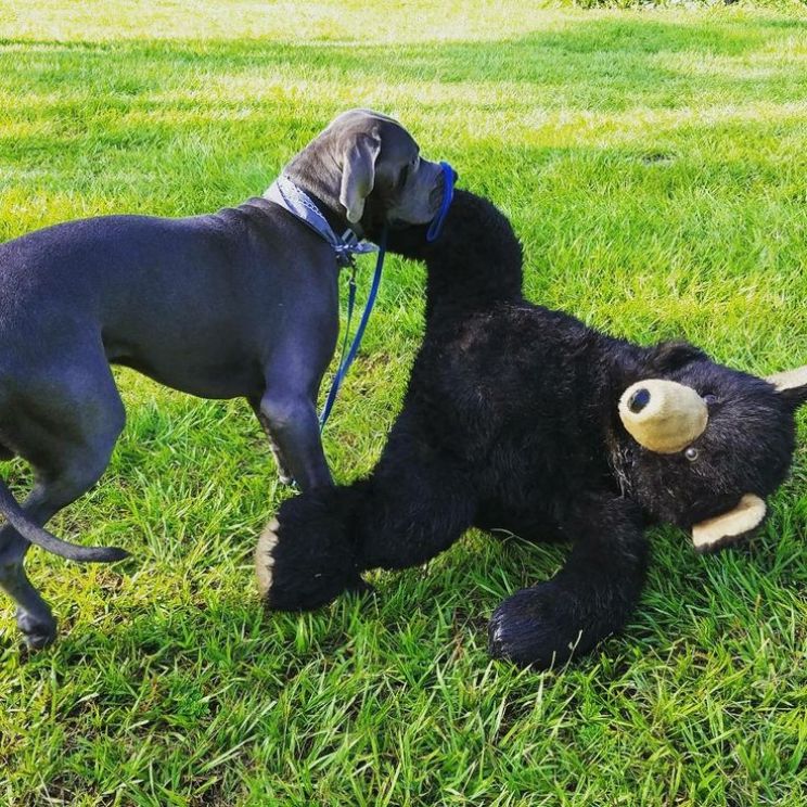 Youk the Bear