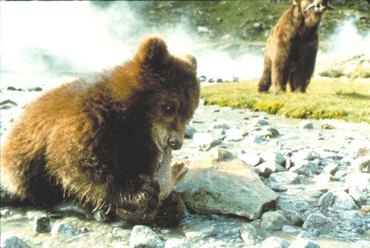 Youk the Bear