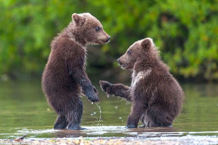 Youk the Bear