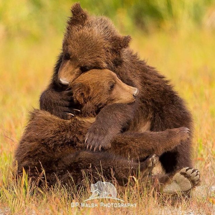 Youk the Bear