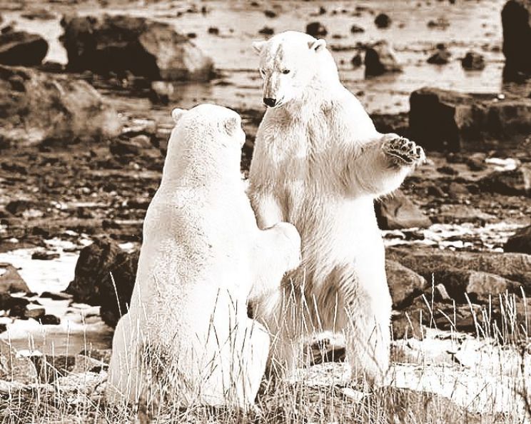 Youk the Bear